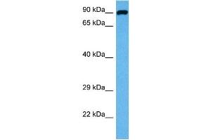 Host:  Mouse  Target Name:  DAG1  Sample Tissue:  Mouse Liver  Antibody Dilution:  1ug/ml (Dystroglycan antibody  (C-Term))