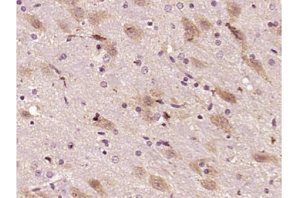 Shootin-1 (SHTN1) (AA 21-130) antibody
