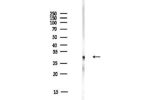 anti-Apolipoprotein A-I Binding Protein (APOA1BP) (Internal Region) antibody