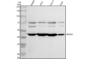 Western blot analysis of SMYD5 using anti-SMYD5 antibody (ABIN7825828).