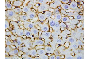 Anti-Annexin V antibody, IHC(P) IHC(P): Rat Liver Tissue (Annexin V antibody  (Middle Region))