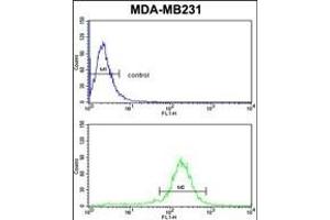 PEA-15 Antibody (C-term) (ABIN652463 and ABIN2842315) flow cytometric analysis of MDA-M cells (bottom histogram) compared to a negative control cell (top histogram). (PEA15 antibody  (C-Term))