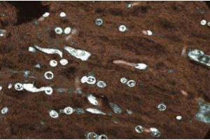 Immunofluorescence staining of rabbit cerebellum. (EPS8 antibody  (AA 628-821))