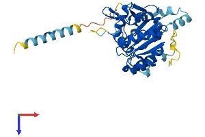 C1GALT1C1 Protein (AA 1-316) (His tag)