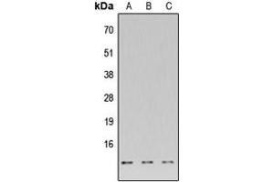 Western blot analysis of DNAL4 expression in HeLa (A), Raw264. (DNAL4 antibody  (N-Term))
