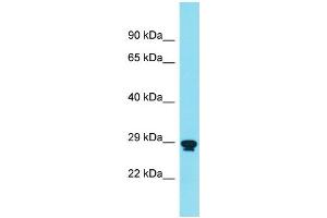 RNF151 antibody  (Middle Region)