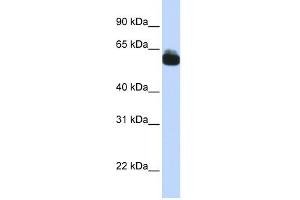 FZD9 antibody used at 1 ug/ml to detect target protein.