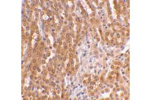 Immunohistochemical staining of mouse kidney tissue with TICAM2 polyclonal antibody  at 2 ug/mL dilution. (TICAM2 antibody  (C-Term))