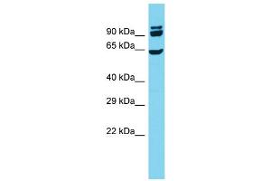Host: Rabbit  Target Name: Cdc23  Sample Tissue: Rat Testis lysates  Antibody Dilution: 1. (CDC23 antibody  (N-Term))