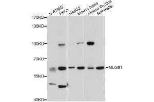 Western blot analysis of extracts of various cell lines, using MUS81 antibody (ABIN5995485) at 1:3000 dilution. (MUS81 antibody)