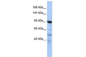 WB Suggested Anti-CTAGE5 Antibody Titration:  0. (MIA2 antibody  (N-Term))