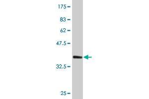 Western Blot detection against Immunogen (35. (CDC45 antibody  (AA 477-566))