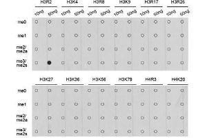 Dot-blot analysis of all sorts of methylation peptides using Symmetric DiMethyl-Histone H3-R2 antibody. (Histone 3 antibody  (H3R2me2))