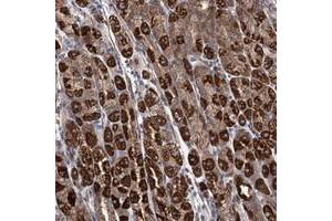 Immunohistochemical staining of human stomach with SUCLA2 polyclonal antibody  shows cytoplasmic positivity in glandular cells.