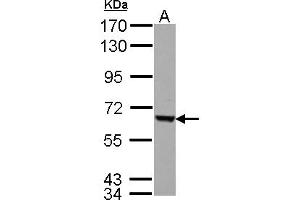 Western Blotting (WB) image for anti-Fem-1 Homolog C (FEM1C) (AA 1-228) antibody (ABIN1498244)