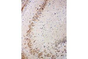 Anti-Glutaredoxin 2 antibody, IHC(P) IHC(P): Rat Brain Tissue (Glutaredoxin 2 antibody  (Middle Region))