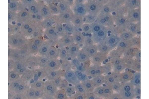 Vip antibody  (AA 28-159)