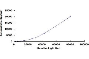 ELISA image for Matrix Metalloproteinase 2 (MMP2) CLIA Kit (ABIN491806)