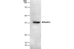 RAD51C detected in HEK293 lysate using RAD51C monoclonal antibody, clone 2H11/6 . (RAD51C antibody)