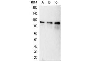 Western blot analysis of Calnexin (pS583) expression in MCF7 (A), HeLa (B), MDAMB231 (C) whole cell lysates. (Calnexin antibody  (C-Term, pSer583))