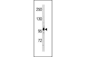 RUNDC2A Antibody (C-term) (ABIN1881769 and ABIN2843254) western blot analysis in A549 cell line lysates (35 μg/lane). (SNX29 antibody  (C-Term))