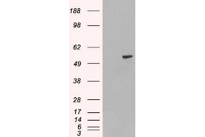 HEK293 overexpressing PAX8A (ABIN5359489) and probed with ABIN190912 (mock transfection in first lane).