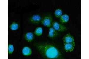 IF analysis of FGF2 using anti-FGF2 antibody (ABIN7603215). (FGF2 antibody  (N-Term))