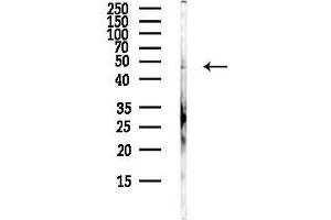 anti-Growth Factor Independent 1B Transcription Repressor (GFI1B) (Internal Region) antibody