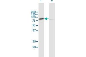 Western Blot analysis of CAPN1 expression in transfected 293T cell line by CAPN1 MaxPab polyclonal antibody. (CAPNL1 antibody  (AA 1-714))
