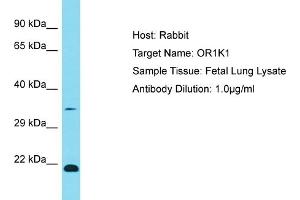 Host: Rabbit Target Name: OR1K1 Sample Type: Fetal Lung lysates Antibody Dilution: 1. (OR1K1 antibody  (C-Term))