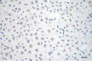 Immunohistochemistry was performed on paraffin-embedded mouse liver using AKAP8 antibody (ABIN7797435), 1:200).