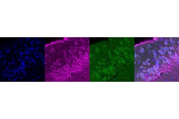 RAMP3 antibody