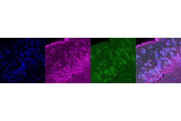 RAMP3 antibody