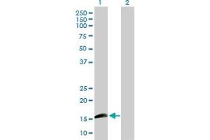 Western Blot analysis of ID1 expression in transfected 293T cell line by ID1 MaxPab polyclonal antibody. (ID1 antibody  (AA 1-155))