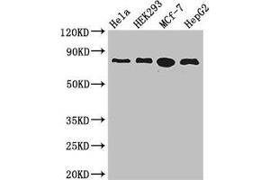 Western Blot Positive WB detected in: Hela whole cell lysate, HEK293 whole cell lysate, MCF-7 whole cell lysate, HepG2 whole cell lysate All lanes: RTF1 antibody at 3.