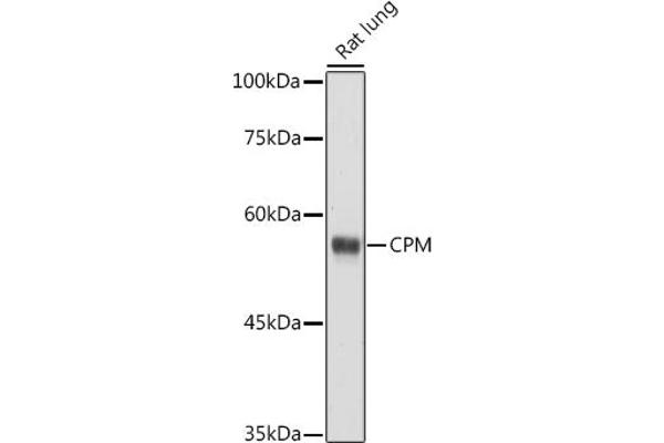 CPM antibody  (AA 204-443)