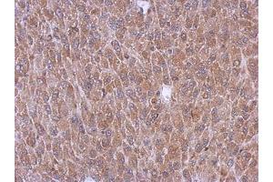 Image no. 1 for anti-Peroxisomal Biogenesis Factor 5 (PEX5) (AA 318-555) antibody (ABIN1500155) (PEX5 antibody  (AA 318-555))