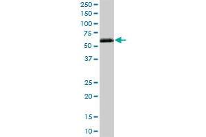 IGHG4 MaxPab polyclonal antibody. (IGHG4 antibody  (AA 1-473))