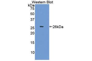 Western Blotting (WB) image for anti-Activating Transcription Factor 1 (AFT1) (AA 3-213) antibody (ABIN1858089) (AFT1 antibody  (AA 3-213))