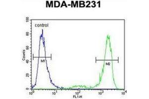 Flow cytometric analysis of MDA-MB231 cells using KCNT2 / SLICK Antibody (C-term) Cat. (KCNT2 antibody  (C-Term))