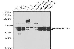 Western blot analysis of extracts of various cell lines, using NSD3/NSD3/WHSC1L1 antibody (ABIN6130794, ABIN6150215, ABIN6150216 and ABIN6221225) at 1:1000 dilution. (WHSC1L1 antibody  (AA 1-270))