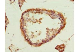Immunohistochemistry of paraffin-embedded human testis tissue using ABIN7158529 at dilution of 1:100