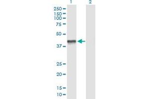 Western Blot analysis of PDHA2 expression in transfected 293T cell line by PDHA2 MaxPab polyclonal antibody.