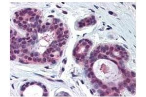 Anti-CDK2 antibody was diluted 1:500 to detect CDK2 in human skin tissue. (CDK2 antibody  (C-Term))