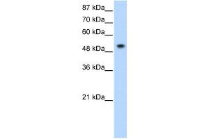WB Suggested Anti-SNRP70 Antibody Titration:  0. (SNRNP70 antibody  (N-Term))