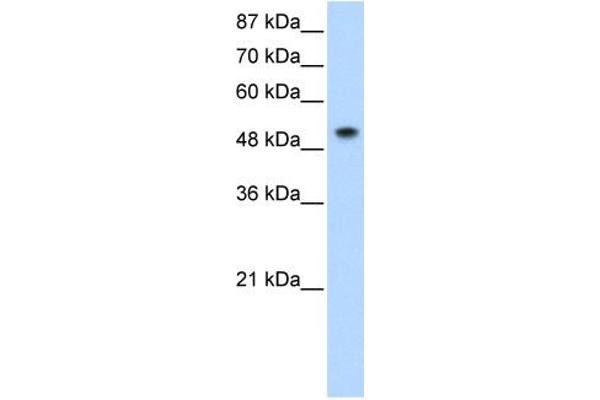 SNRNP70 anticorps  (N-Term)