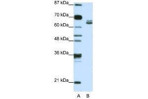 Western Blot showing ZFP57 antibody used at a concentration of 1-2 ug/ml to detect its target protein.