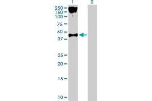 Western Blotting (WB) image for anti-Purinergic Receptor P2Y, G-Protein Coupled, 2 (P2RY2) (AA 1-377) antibody (ABIN518573)