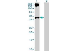 Western Blot analysis of P2RY2 expression in transfected 293T cell line by P2RY2 MaxPab polyclonal antibody. (P2RY2 antibody  (AA 1-377))