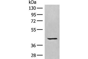 Western blot analysis of A549 cell lysate using GPR62 Polyclonal Antibody at dilution of 1:350 (GPR62 antibody)